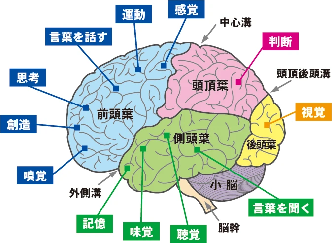 脳の各部位と機能（前頭葉・頭頂葉・側頭葉・後頭葉・小脳など）