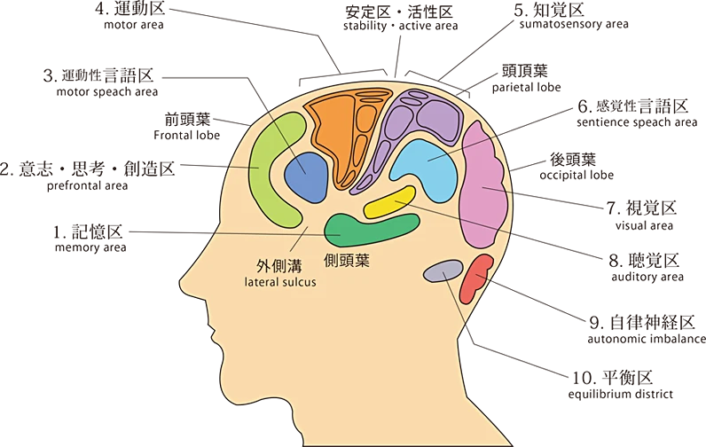 真頭皮針模式図（1985年）