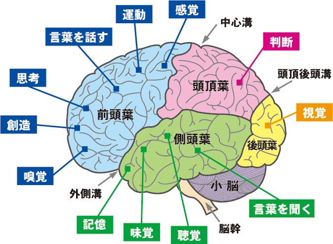 は 発達 障害 と