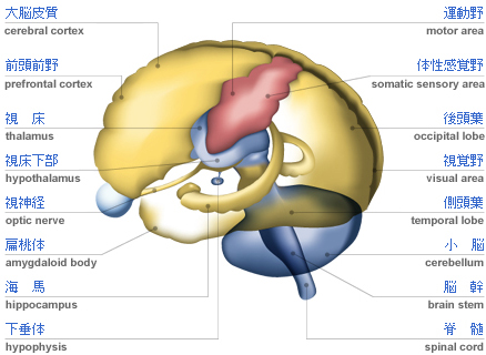 脳の画像