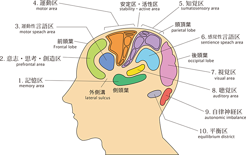 難病鍼灸治療説明 パーキンソン病 Pd や脊髄小脳変性症 Scd の鍼灸治療なら大阪梅田の堂島針灸接骨院の 真頭皮針