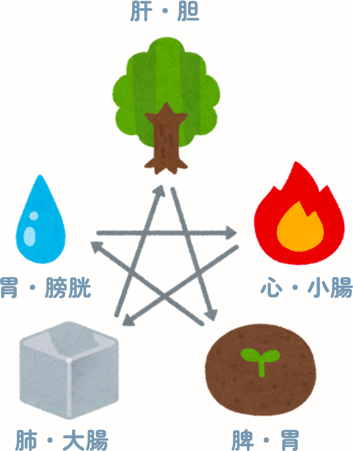 臓器の相互作用の画像
